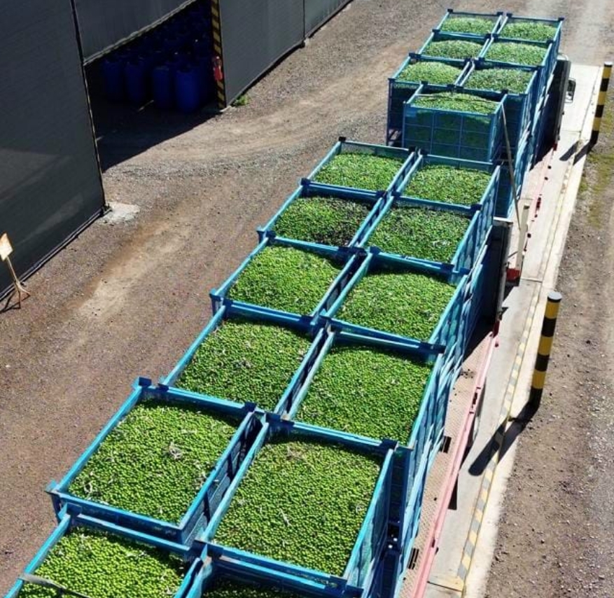 Producción de aceitunas
